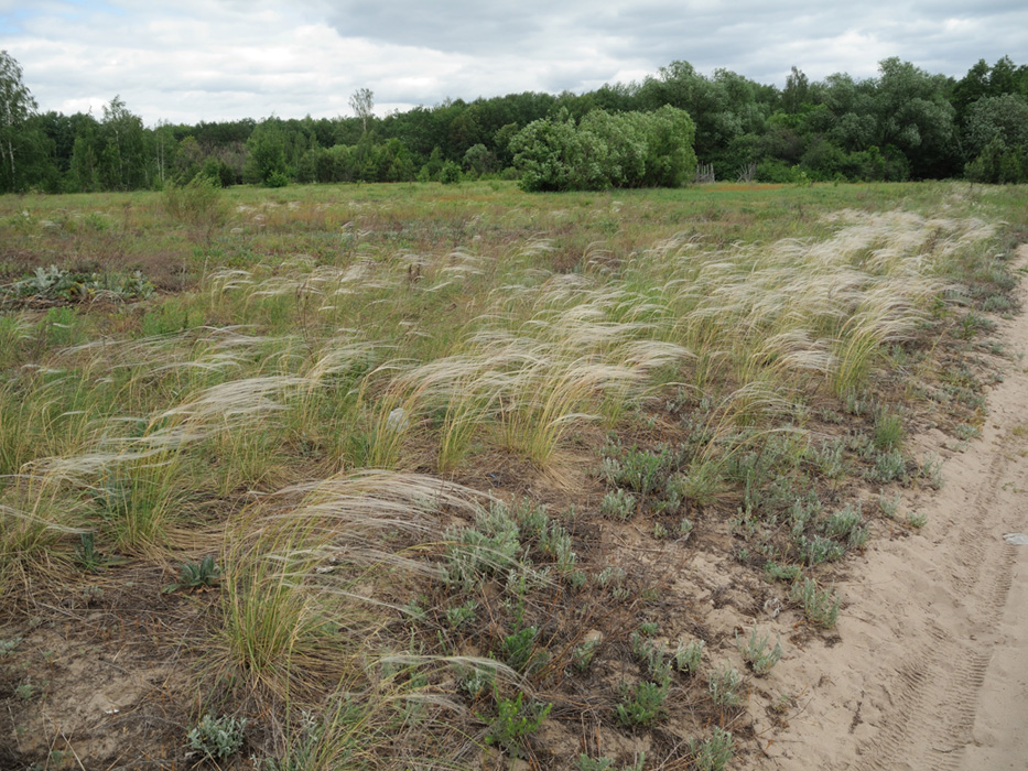 Изображение особи Stipa anomala.