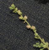 Image of taxon representative. Author is Татьяна Мальчинская
