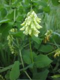 Vicia pisiformis