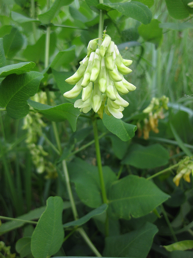 Изображение особи Vicia pisiformis.