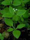 Galium paradoxum. Цветущее растение. Приморский край, Партизанский р-н, окр. г. Находка, п-ов Трудный, падь Лебединая, в липовом лесу с грабом на северном склоне. 14.06.2012.