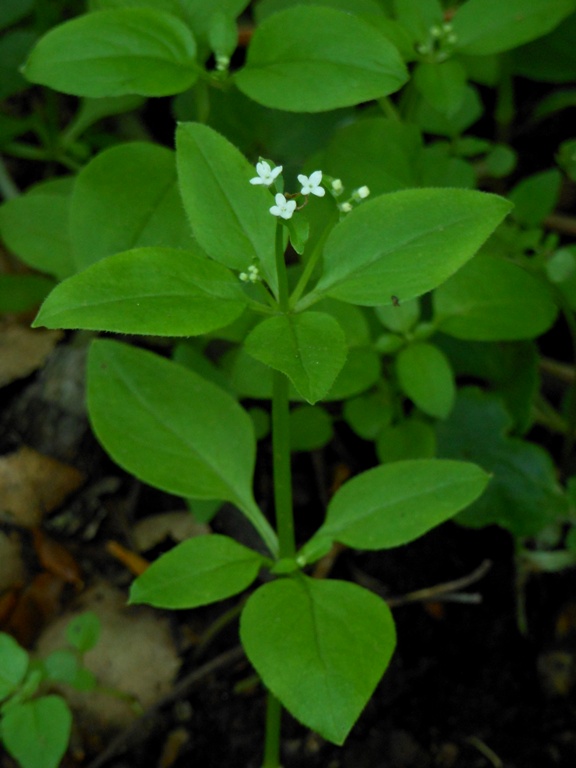 Изображение особи Galium paradoxum.