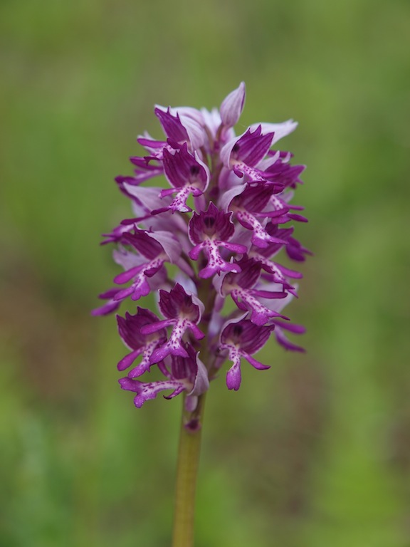 Изображение особи Orchis militaris.