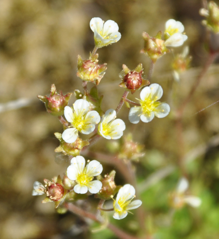 Изображение особи Saxifraga cespitosa.