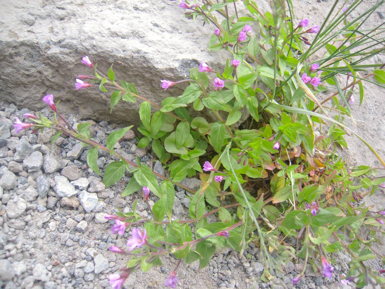 Изображение особи Epilobium algidum.