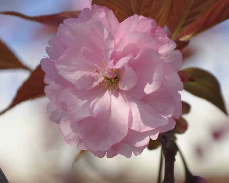 Image of Prunus serrulata var. lannesiana specimen.