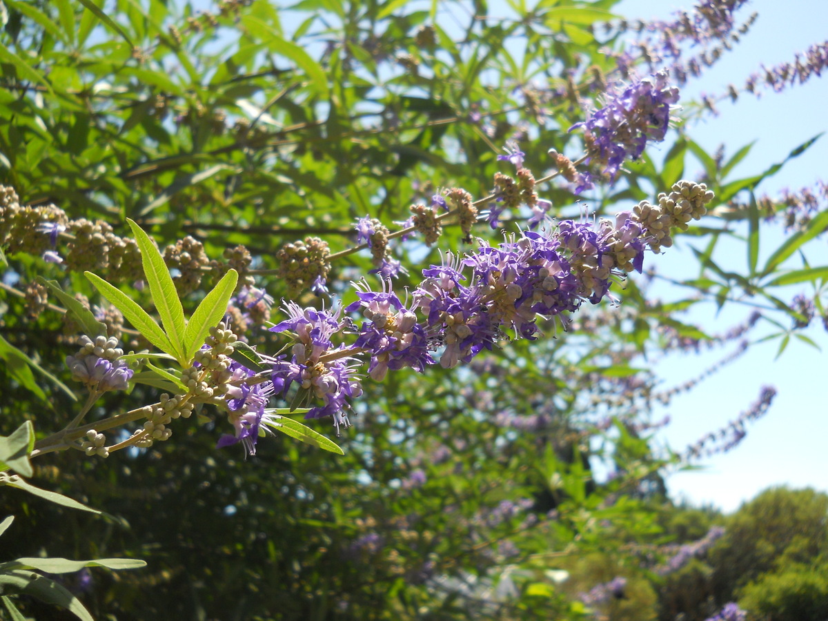 Изображение особи Vitex agnus-castus.