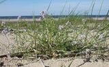 Cakile baltica. Цветущее и плодоносящее растение. Ленинградская обл., Кингисеппский р-н, побережье Финского залива. 03.08.2012.