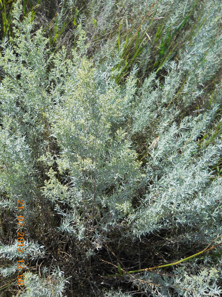 Изображение особи Artemisia glauca.