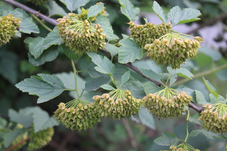 Изображение особи Physocarpus opulifolius.