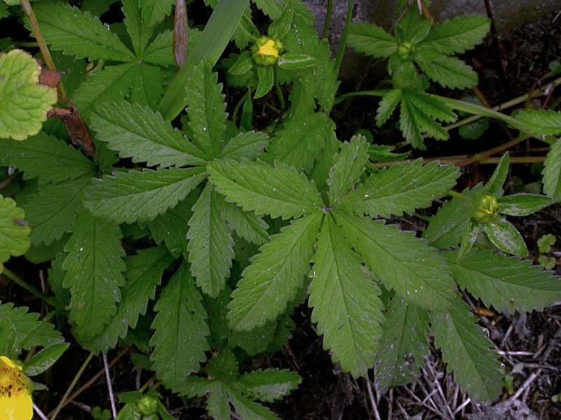 Image of Potentilla reptans specimen.