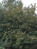 Corylus avellana. Молодой куст (f. 'Fuscorubra'). Германия, г. Кемпен, в культуре. 21.09.2012.