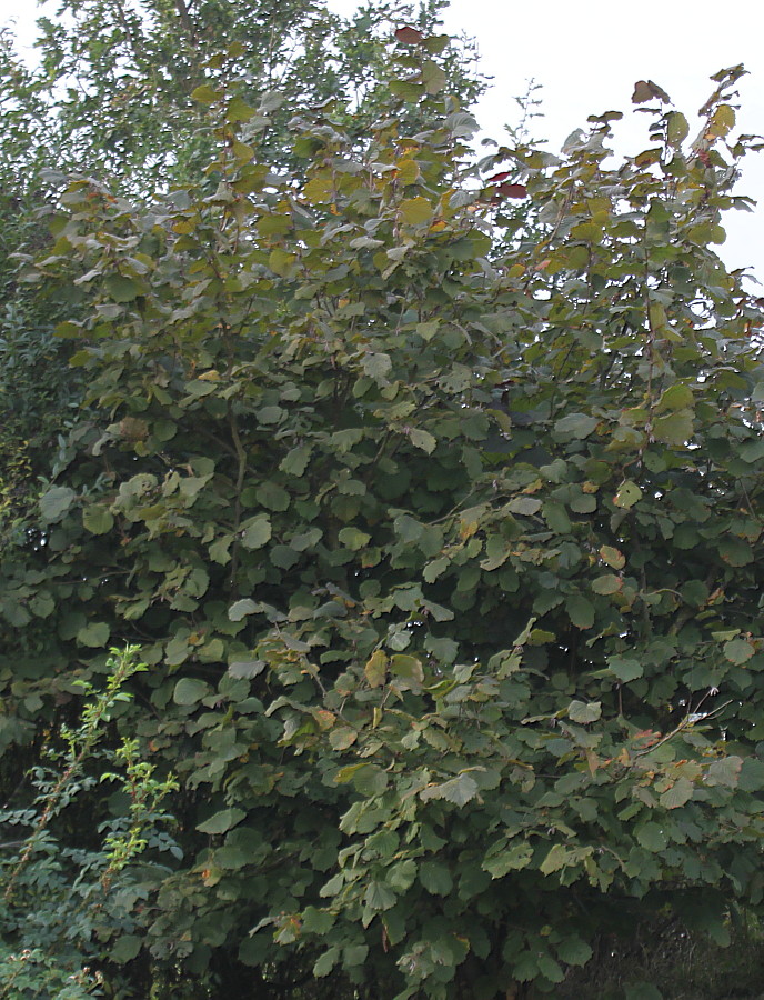 Image of Corylus avellana specimen.