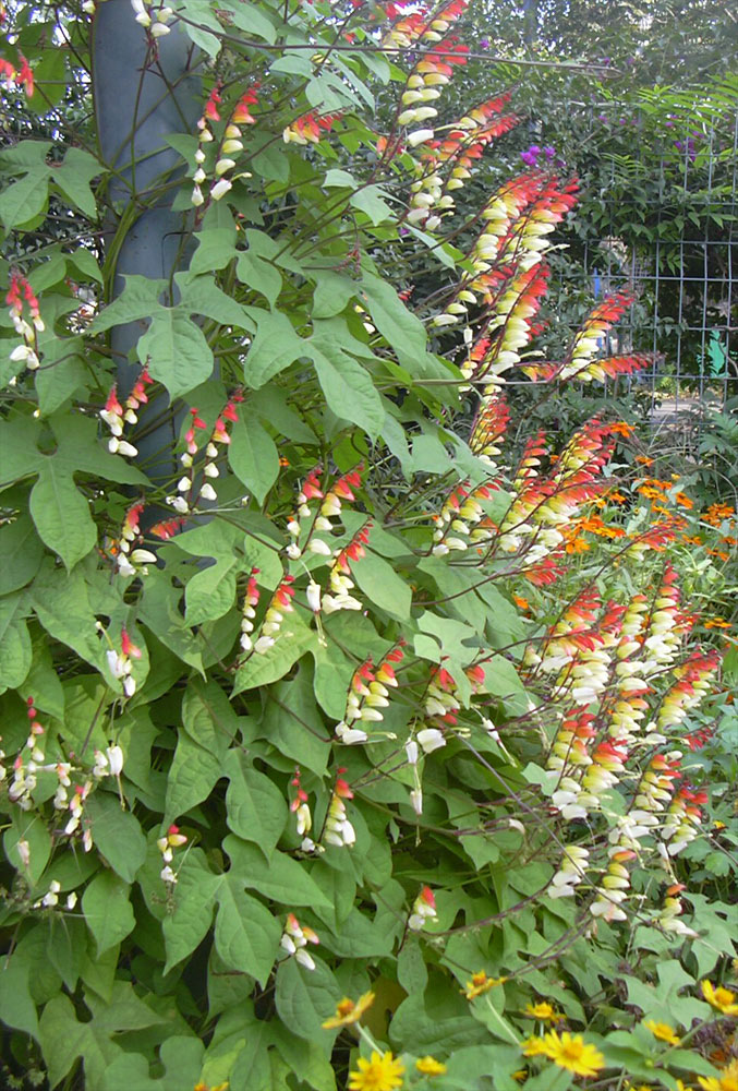 Изображение особи Ipomoea lobata.