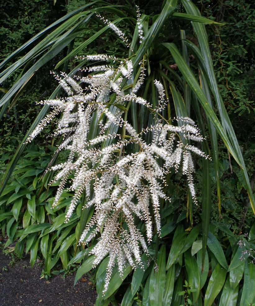 Image of Cordyline banksii specimen.