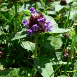 Prunella vulgaris