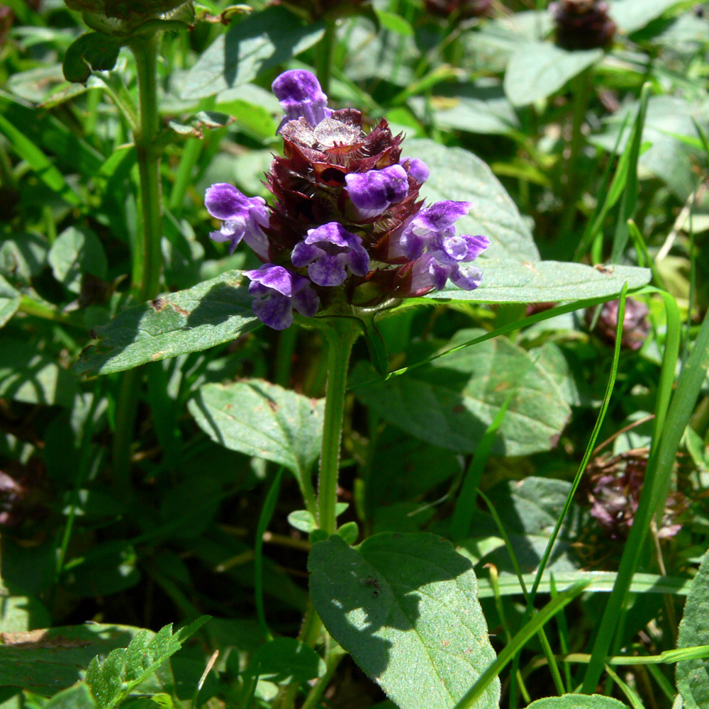 Изображение особи Prunella vulgaris.