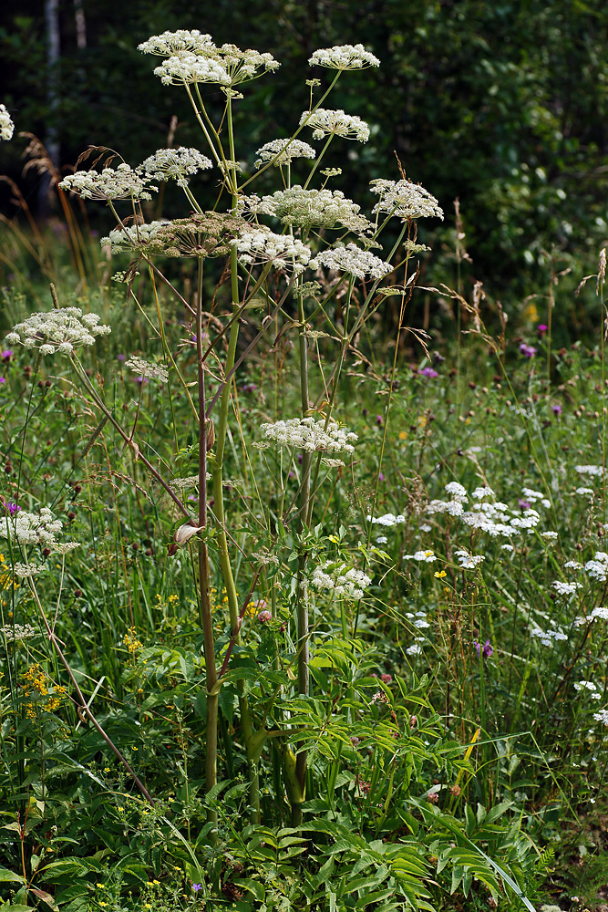Image of Angelica sylvestris specimen.