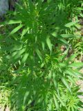 Cannabis variety spontanea