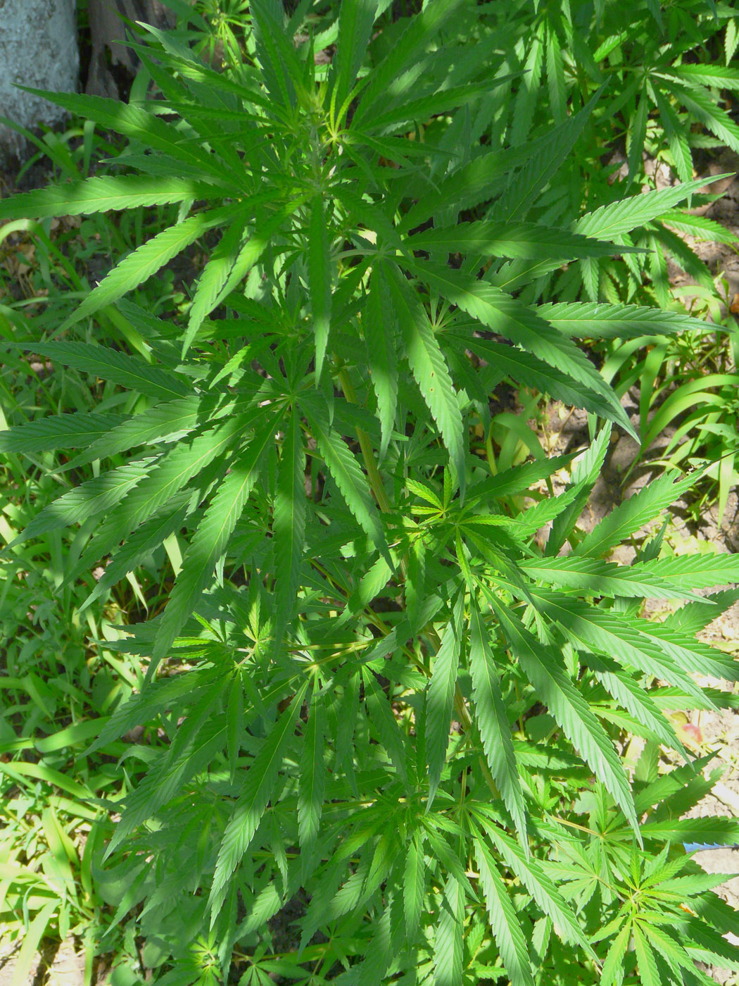 Image of Cannabis sativa var. spontanea specimen.