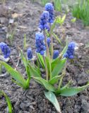 Muscari botryoides