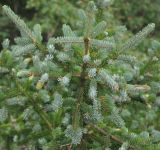 Picea ajanensis