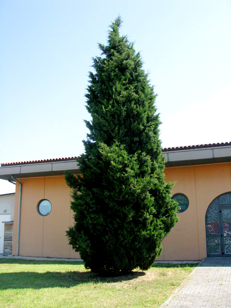 Image of Cupressus sempervirens specimen.