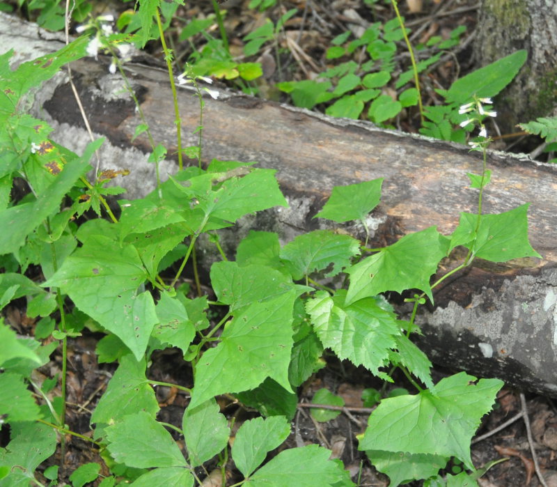 Image of Parasenecio auriculatus specimen.