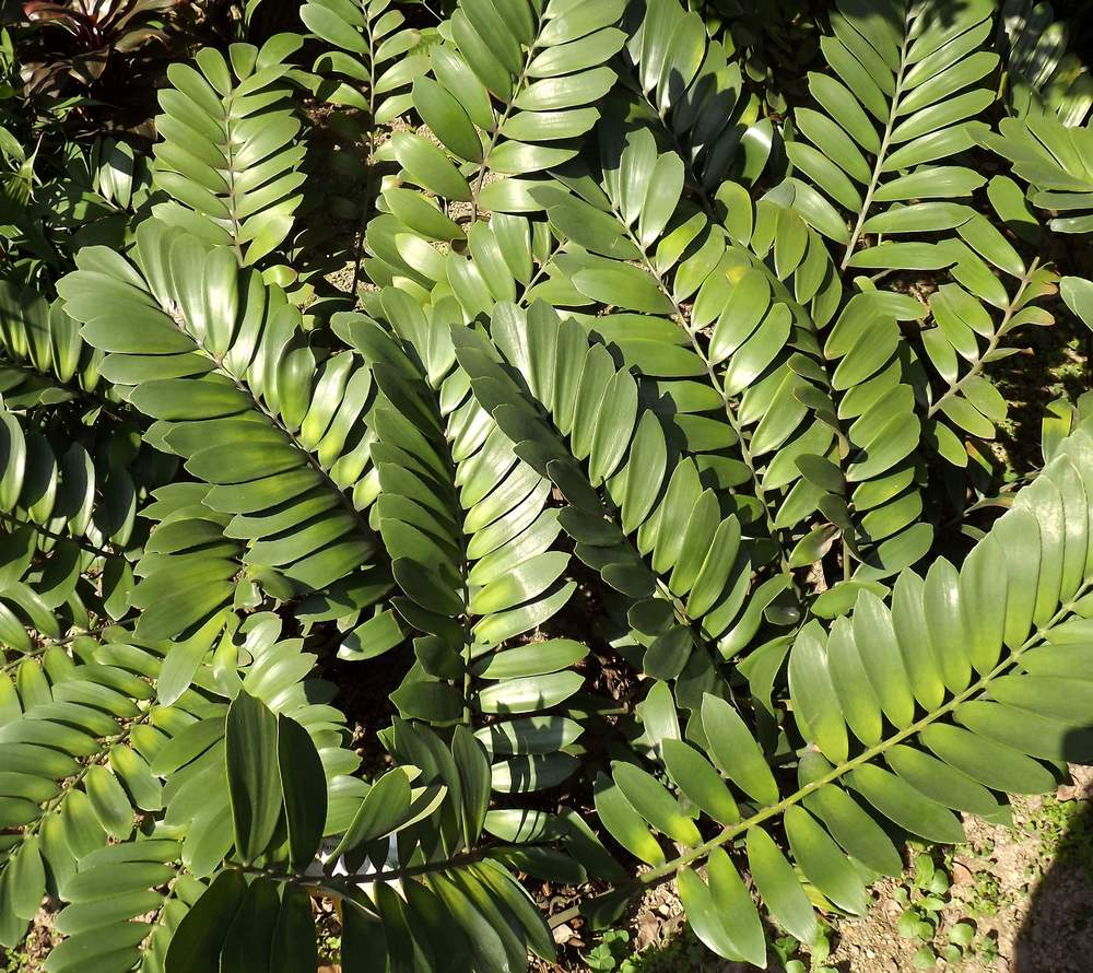 Image of Zamia furfuracea specimen.