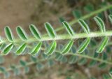 Astragalus aleppicus