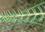 Astragalus aleppicus. Часть молодого листа. Израиль, Северный Негев, лес Лаав. 05.02.2013.