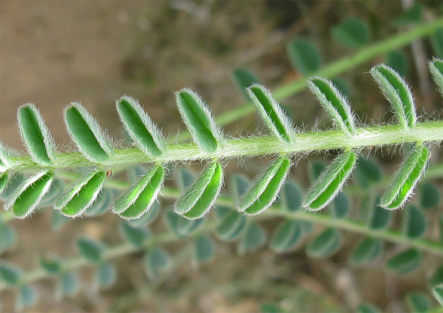 Изображение особи Astragalus aleppicus.