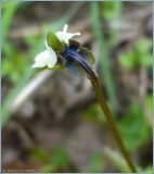 Viola arvensis