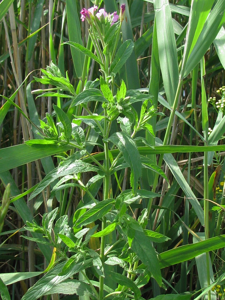 Изображение особи Epilobium hirsutum.