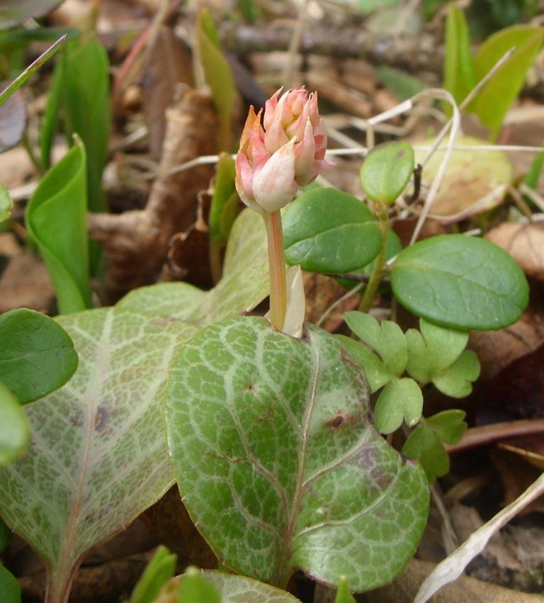 Image of Pyrola dahurica specimen.