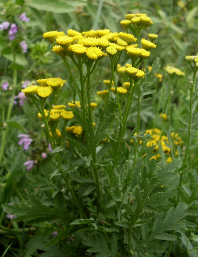 Image of Tanacetum vulgare specimen.