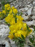 Chamaecytisus wulffii