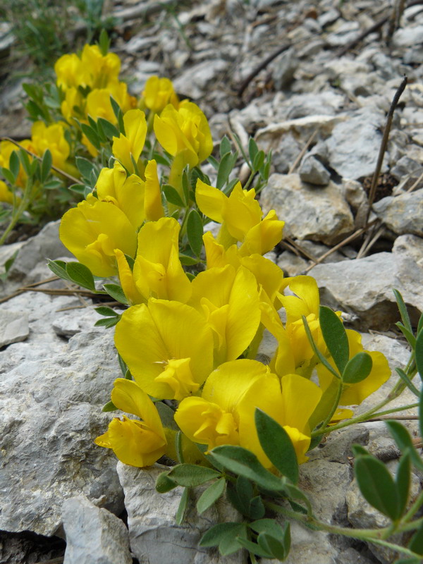 Image of Chamaecytisus wulffii specimen.