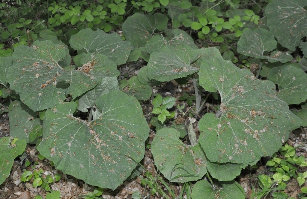 Изображение особи Petasites ochroleucus.