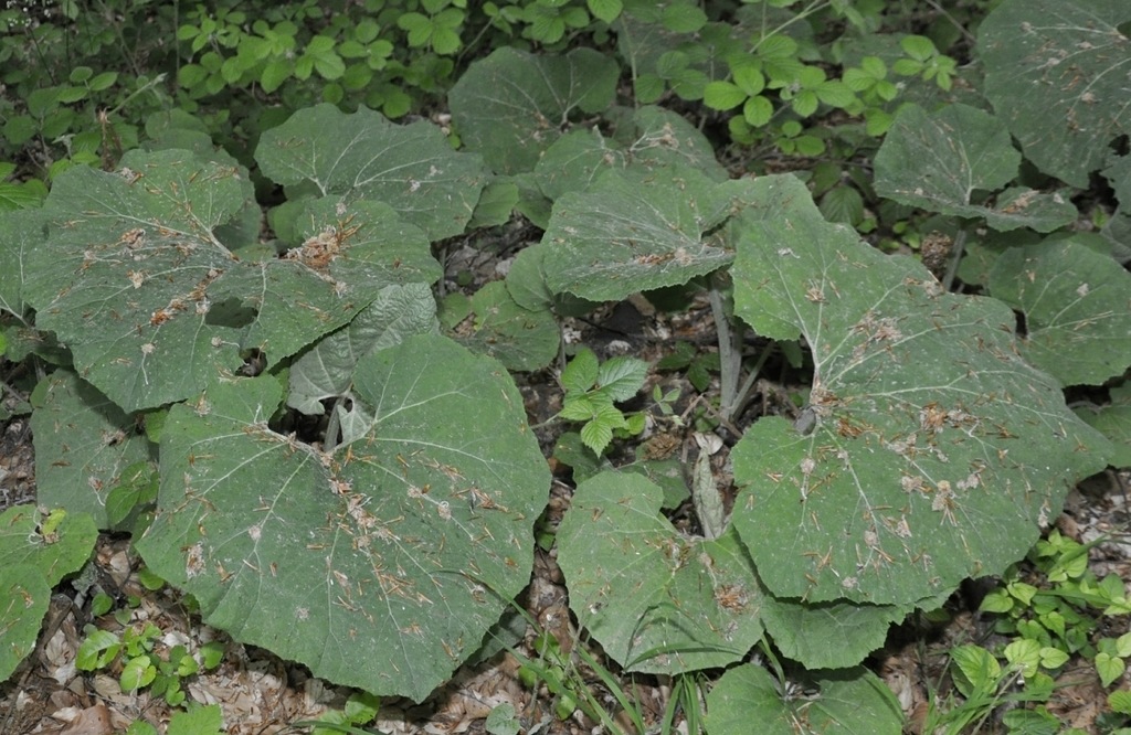 Image of Petasites ochroleucus specimen.