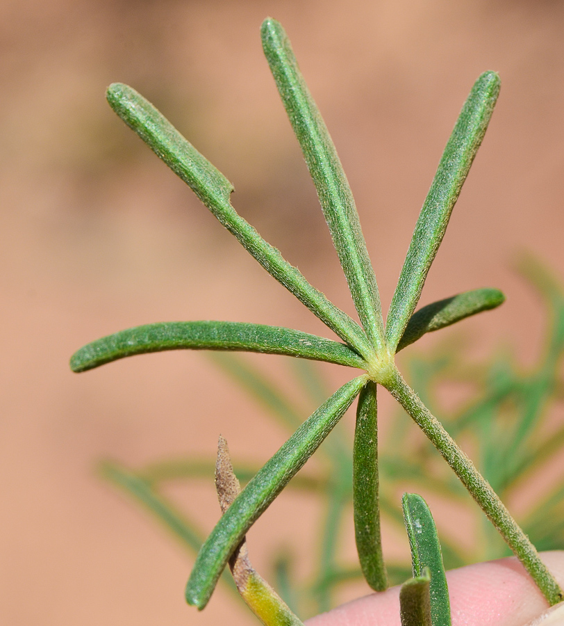 Изображение особи Lupinus angustifolius.