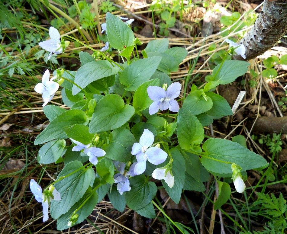 Изображение особи Viola canina.