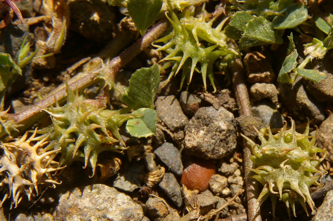 Image of Medicago praecox specimen.