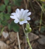 Cerastium banaticum