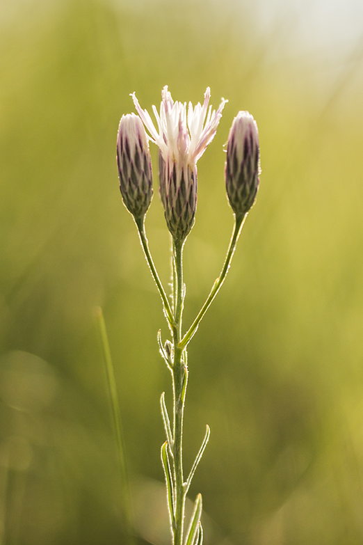 Image of Jurinea multiflora specimen.