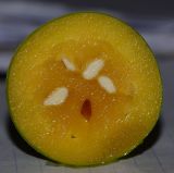 Dovyalis caffra