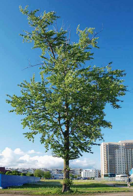 Image of Populus &times; sibirica specimen.