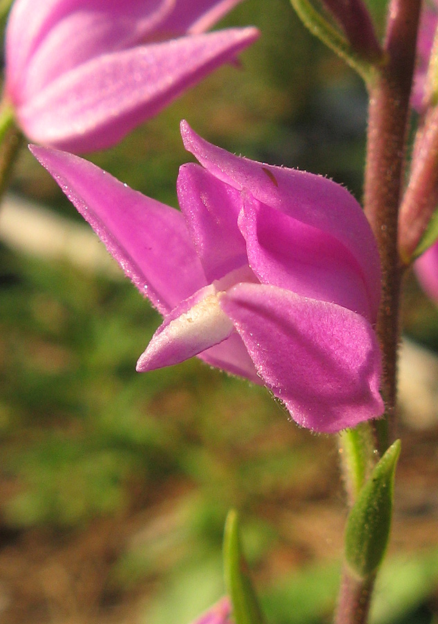 Image of Cephalanthera rubra specimen.