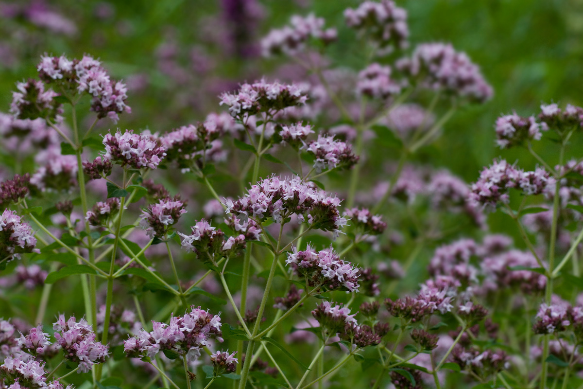 Изображение особи Origanum vulgare.