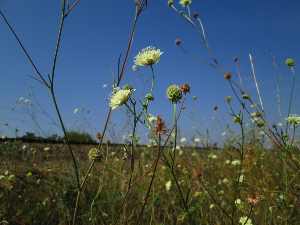 Изображение особи Scabiosa ochroleuca.